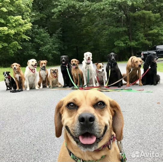 Выгул, рисмотр за питомцем, передержка