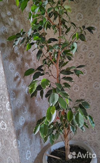 Фикус бенджамина большой