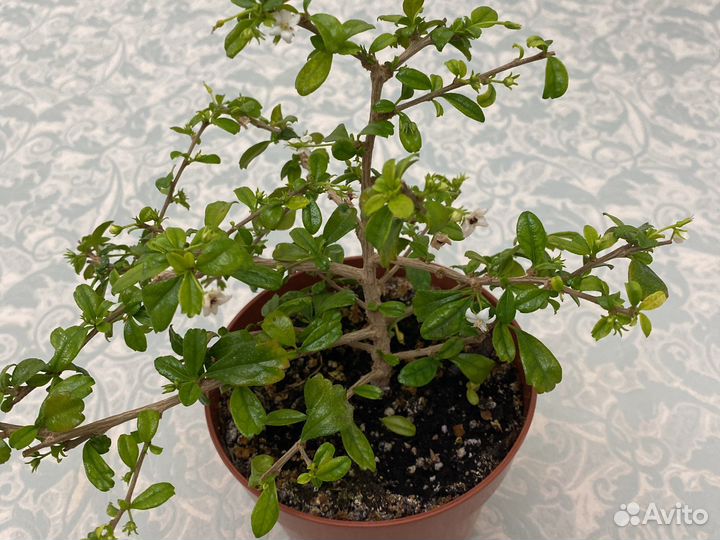 Бонсай кармона