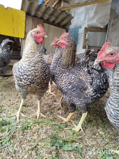 Молодые петушки