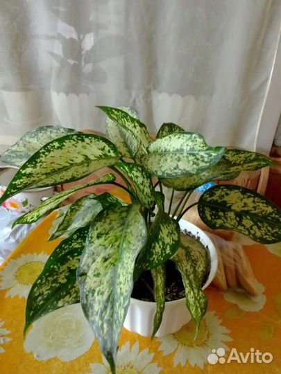 Диффенбахия