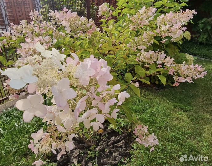 Гортензия метельчатая