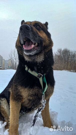 Кинолог/дрессировка собак