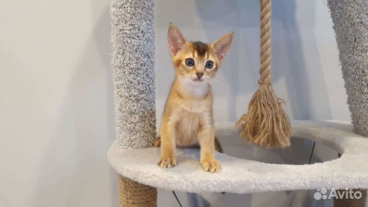 Абиссинская кошка. Премиум класс