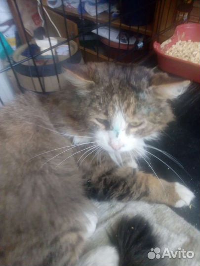 Котик Нафаня ищет дом