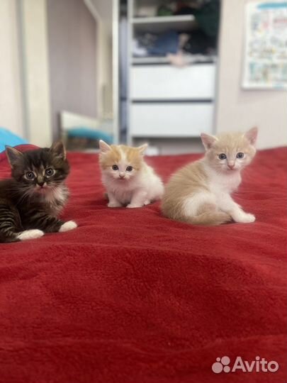 Котята в добрые руки