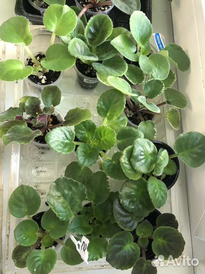 Фиалка детки набором