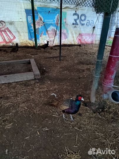 Фазаны румынский и охотничий