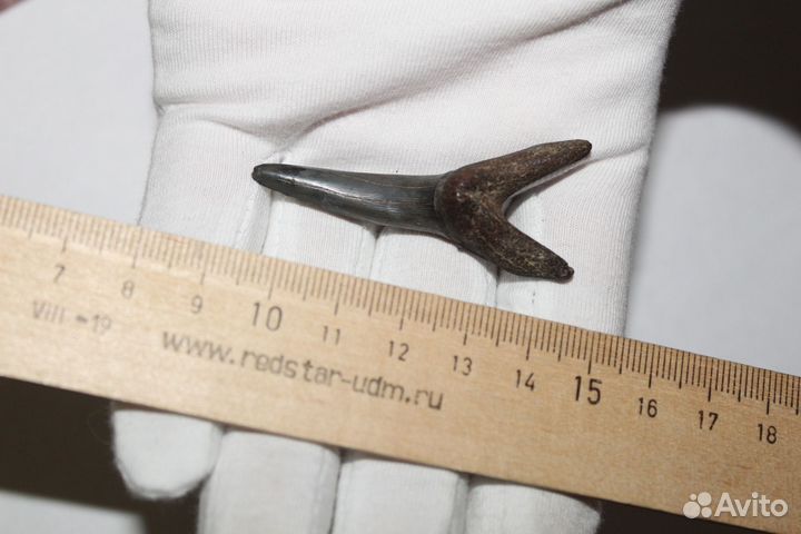 Коллекционные Очень Большие Зубы Древних Акул