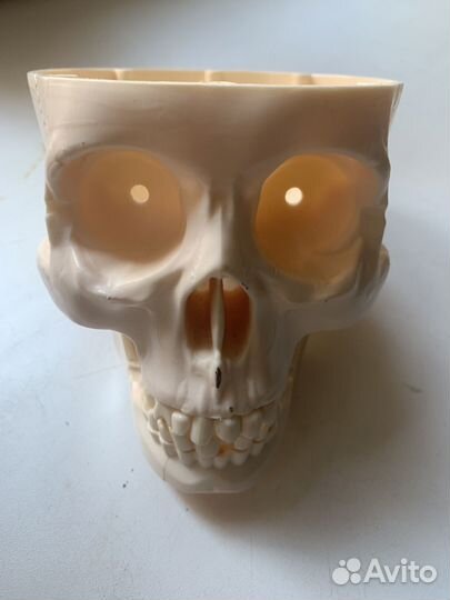 Модель черепа человека