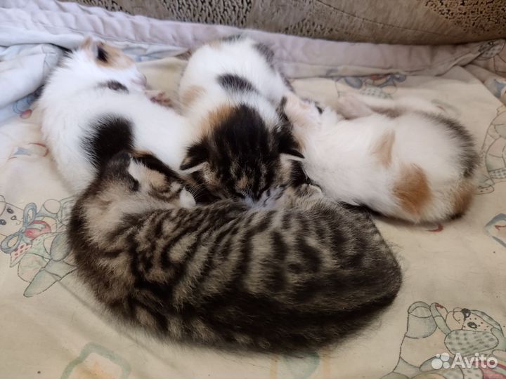 Кошечки в добрые руки