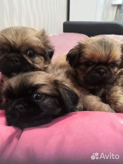 Щенки пекинеса