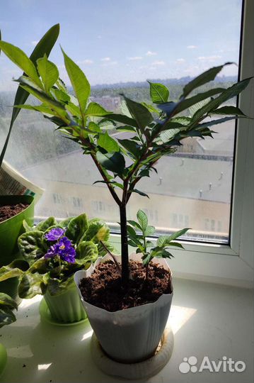 Аморфофаллус