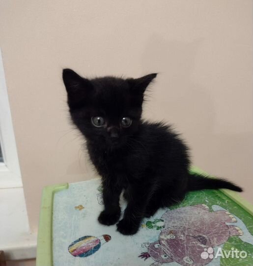 Котята красивые