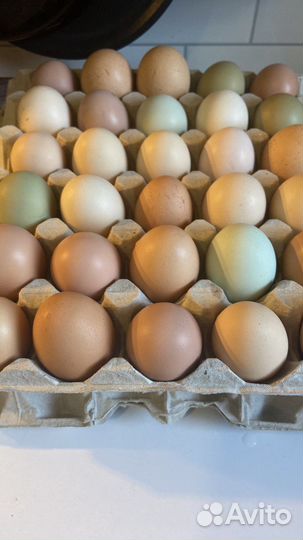 Домашние куриные, перепелиные, утиные яйца
