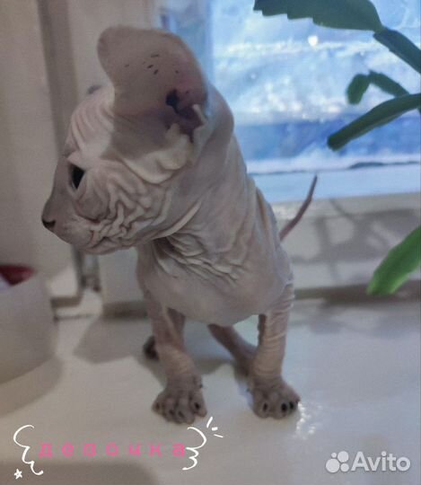 Котята сфинкс