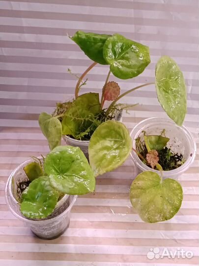 Бегония природник. Phuthoensis