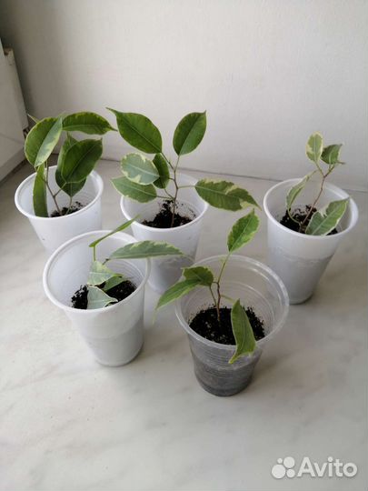 Фикус бенджамина