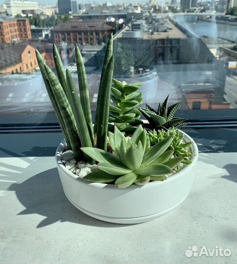 Флорариум: суккуленты и кактусами под заказ