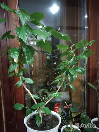 Аглаонема,гибискус