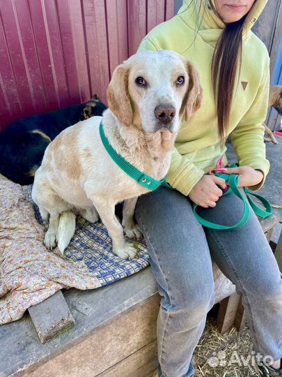 Собака из отлова в добрые руки