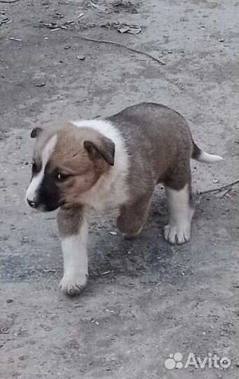 Щенок мальчик