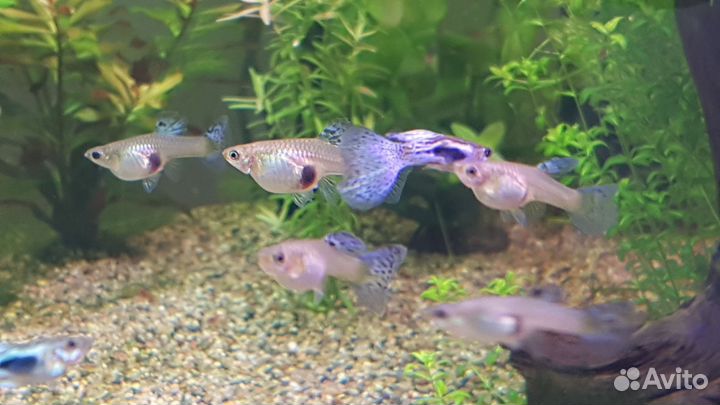 Гуппи Голубая трава чистая линия