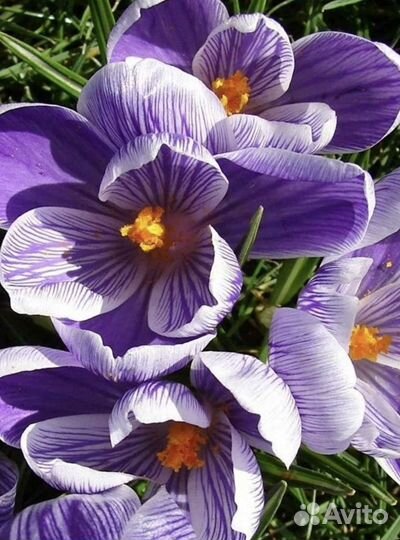 Крокусы- цветут весной