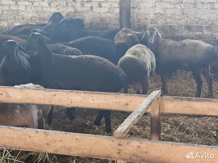 Продаю баранчиков Эдильбаевской породы