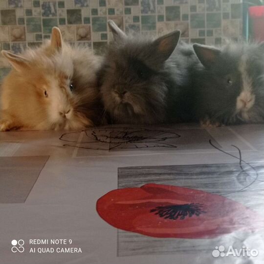 Декоративные кролики