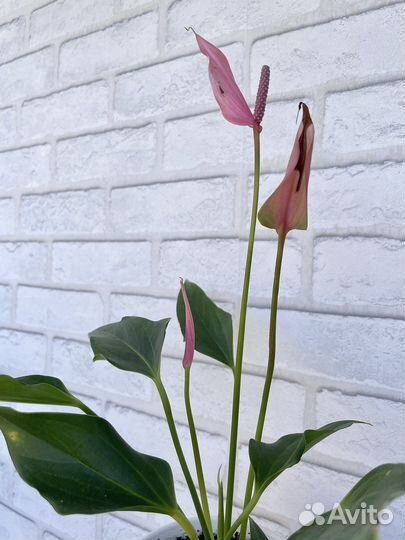 Антуриум лили