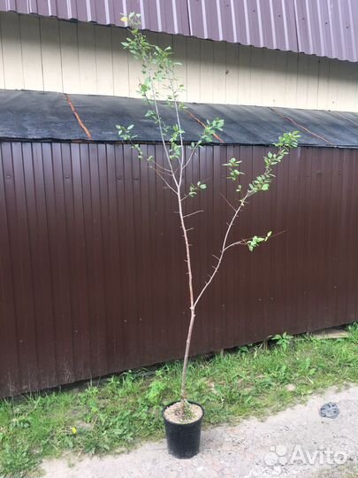 Слива и вишня в контейнерах