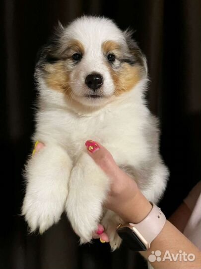 Щеноки шелти