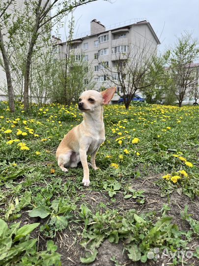Вязка кобель чихуахуа мини