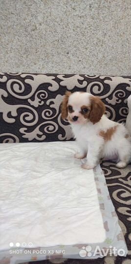 Кинг чарльз спаниель