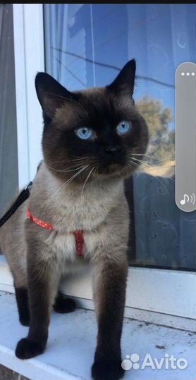Котята Тайские