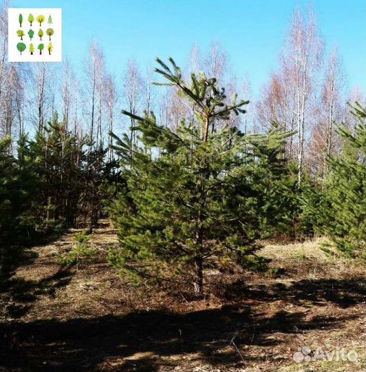 Крупномер сосна с гарантией опт