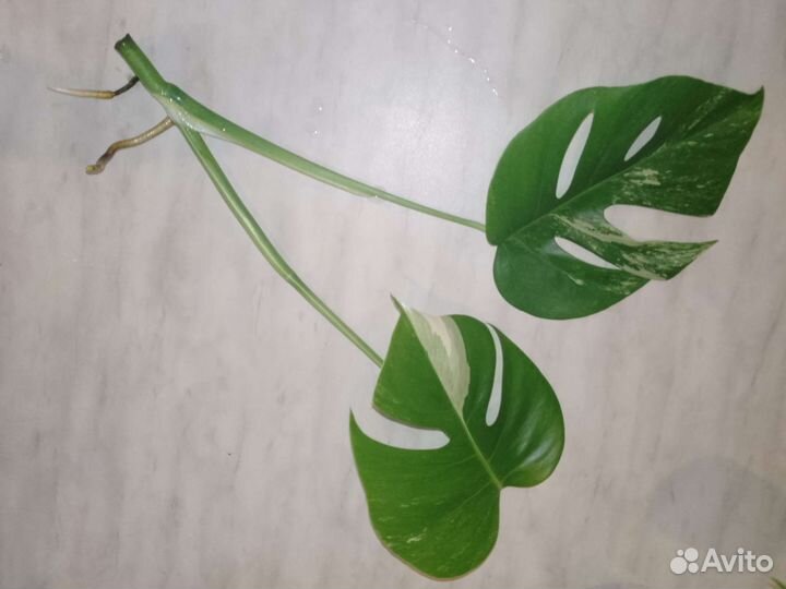 Монстера альба