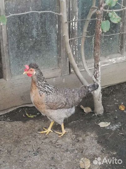 Инкубационное яйцо