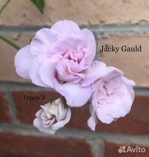 Плющелистная пеларгония (ампельная, герань)