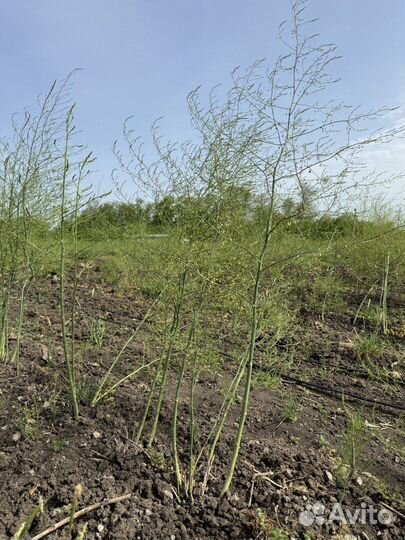 Фермерское хозяйство, растениеводство