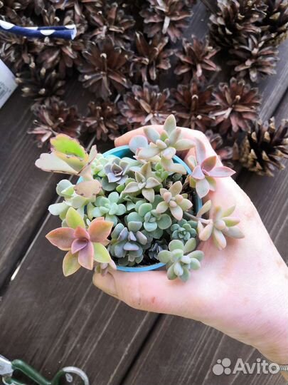 Суккуленты набор