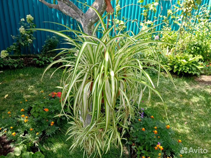 Хлорофитумы