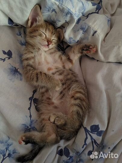 Мила котеночек, ждет свою семью