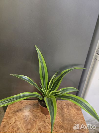 Драцена Душистая