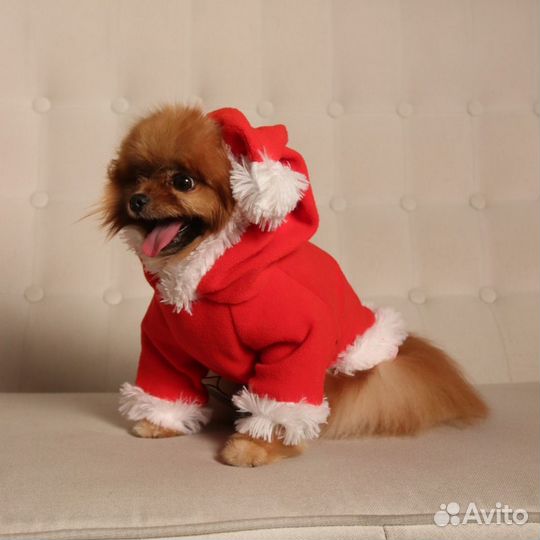 Одежда для собак