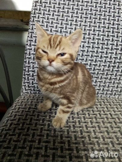 Продам котят Британской породы