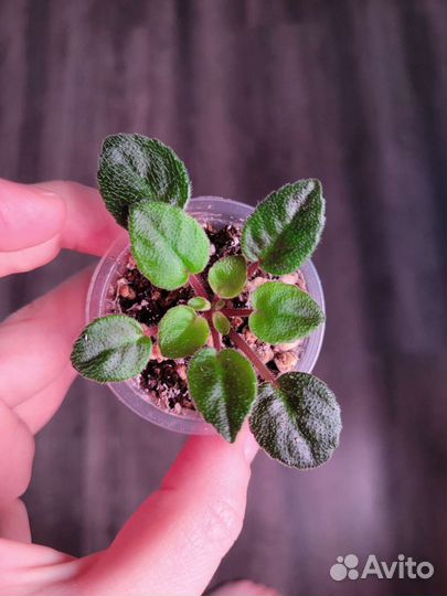 Фиалка мини трейлер