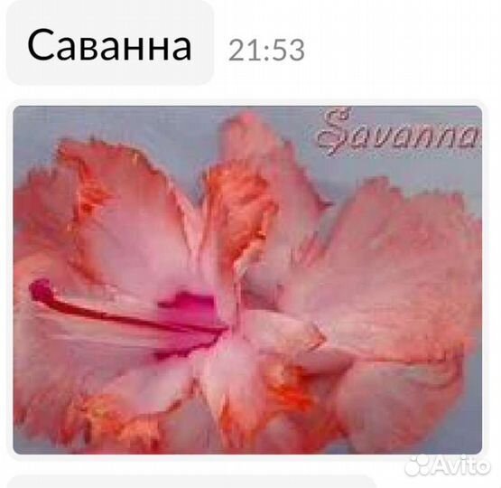 Элитные сорта шлюмбергеры (Декабрист)