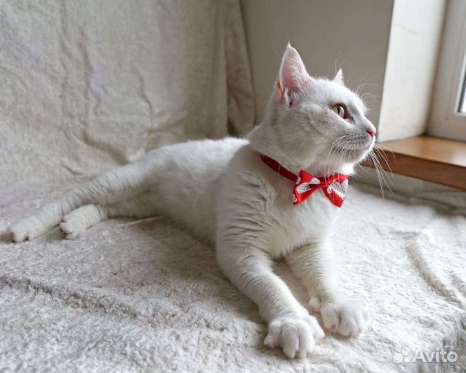 Котик в добрые руки